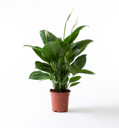 Fredslilje  Fredslilje